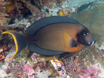 Blue Regal Hippo Tang - Medium product photo 2