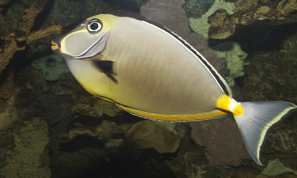 Lemon Meringue Wrasse - Medium product photo 2