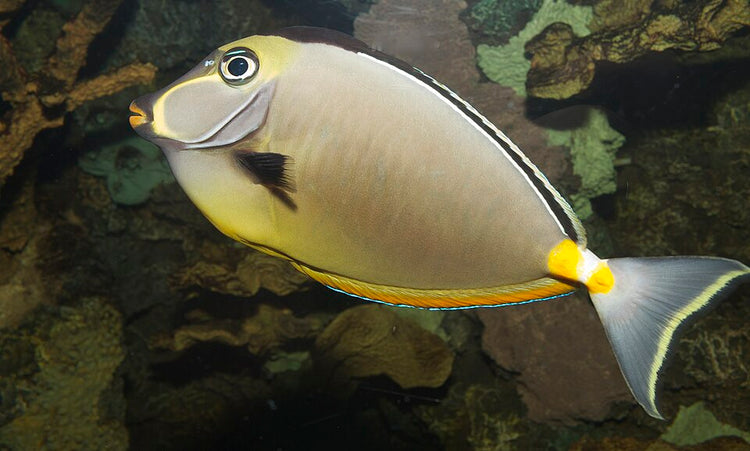 Double Bar Rabbitfish - Medium product photo 2