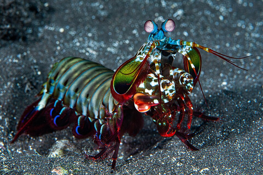Mantis Shrimp - Medium
