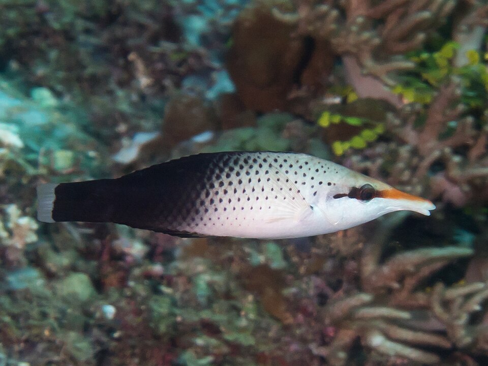 Hoeven's Melanurus Wrasse - Medium product photo 2