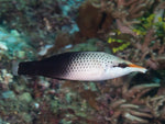 Maori Snooty Wrasse - Medium product photo 1