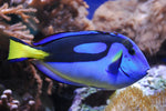 Designer Clownfish Pair Pack product photo 3