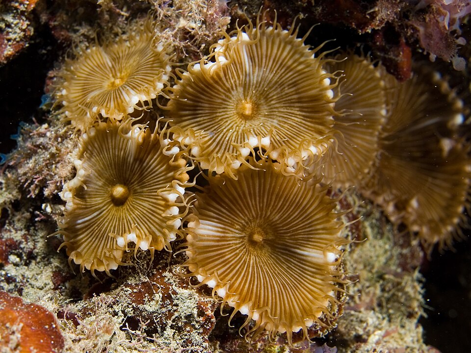 Golden Gods Zoanthid Polyp - Frag product photo 3