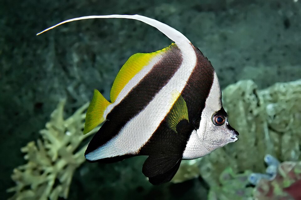 Black & White Heniochus - Medium/Large product photo 1