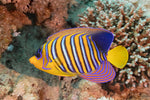 Aiptasia Eating Filefish - Medium product photo 3