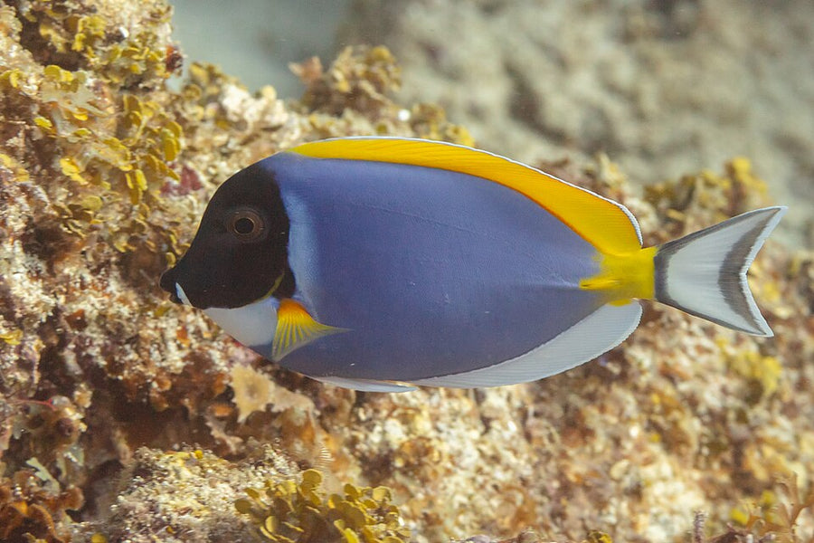 Powder Blue Tang - Small