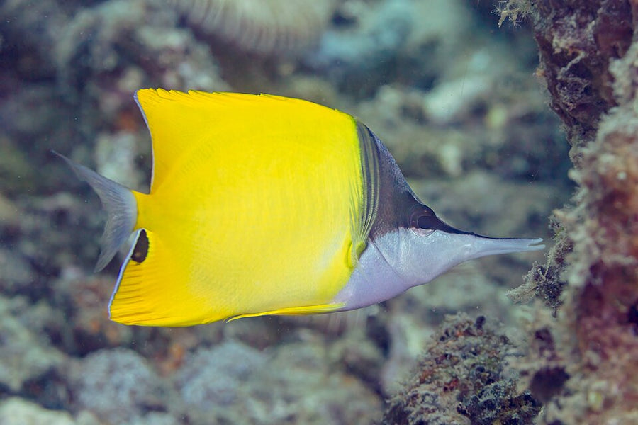 Atlantic Longnose Butterfly - Medium