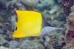 Atlantic Longnose Butterfly - Medium product photo 1