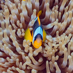 Mocha Ocellaris Clownfish Tank Raised - Medium product photo 2