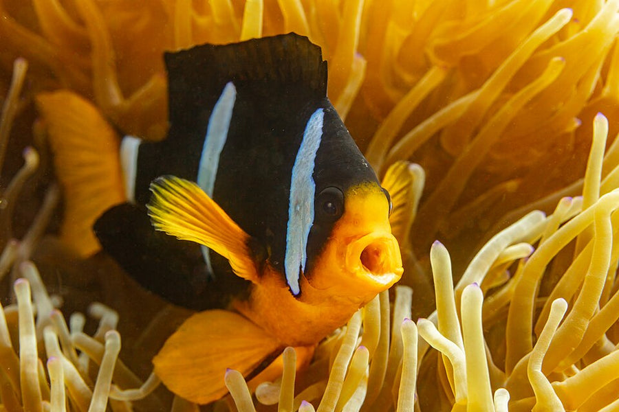 Black Clarkii Clownfish Tank Raised - Medium
