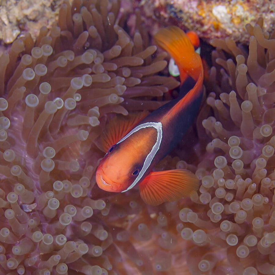 Tomato Clownfish Tank Raised - Medium