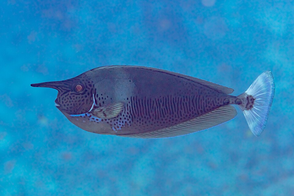 Unicorn Tang Juvenile - Medium/Large product photo 1