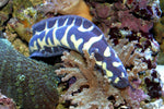 Engineer Goby product photo 1