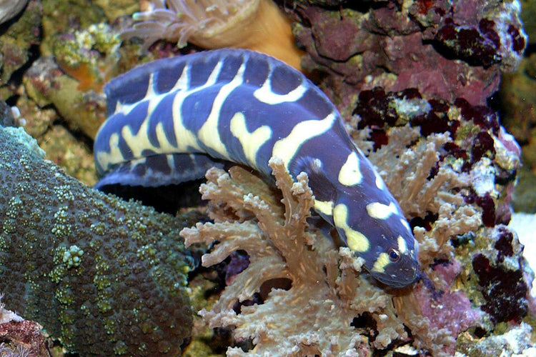 Engineer Goby product photo 1