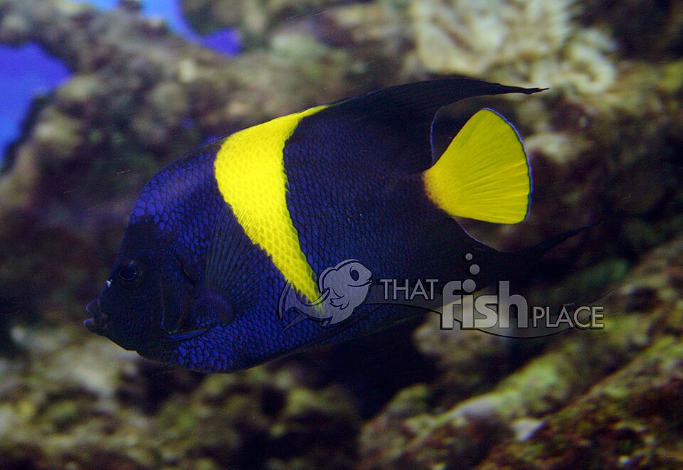 Asfur Angel Red Sea - Medium product photo 1