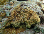 Fruit Loop Micro Goniopora Coral - Frag product photo 2
