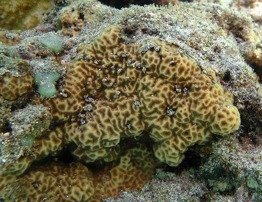 Autumn Harvest Psammocora Coral - Frag