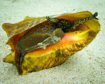 Blue Leg Hermit Crab - Small product photo 2