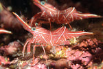 Fire Shrimp - Large product photo 2