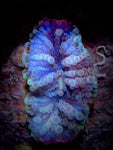 Green Ricordia Mushroom Polyp - Small product photo 1