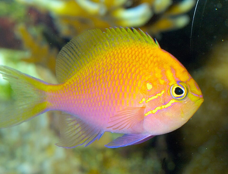 Sunburst Anthias - Small product photo 1