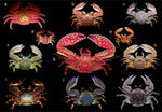 Porcelain Crab - Medium product photo 1