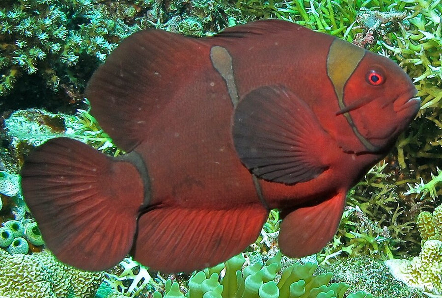 Gold Stripe Maroon Clownfish Tank Raised - Small
