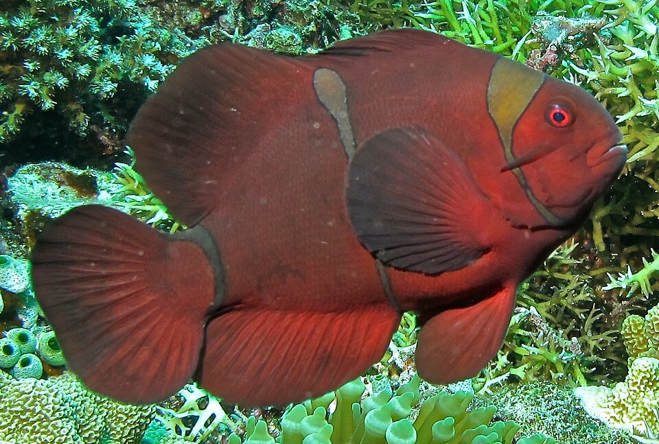 Gold Stripe Maroon Clownfish Tank Raised - Small product photo 1
