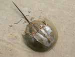 Horseshoe Crab - Small product photo 1