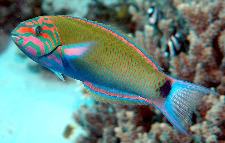 Lunare Wrasse Indonesia - Small product photo 1