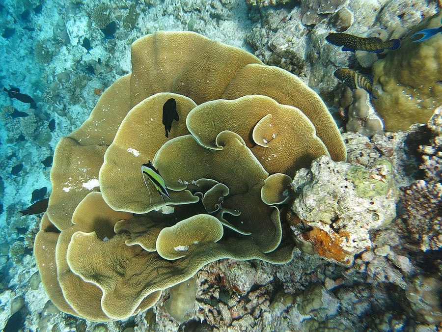 LA Lakers Turbinaria Coral - Frag