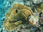 Green Lobophyllia Coral - Medium product photo 2