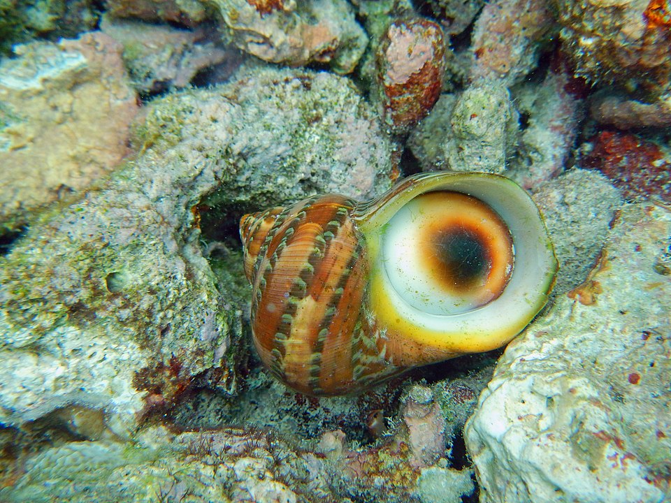 Kings Crown Snail - Small product photo 3