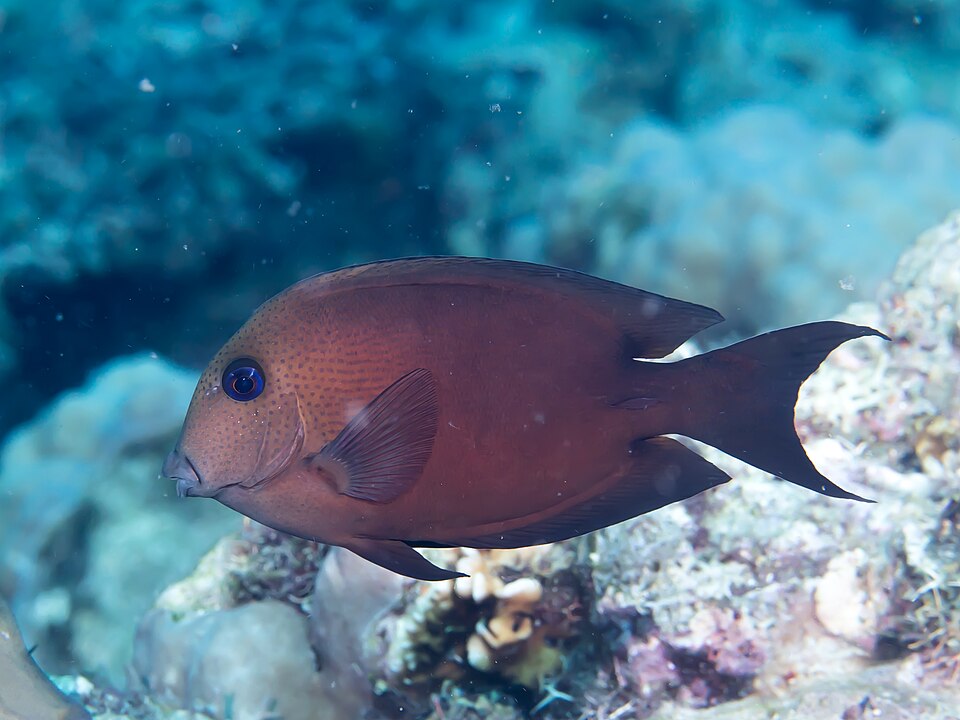Blue Eye Bristletooth Tang - Medium product photo 1