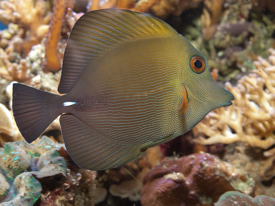 Scopas Tang - Medium