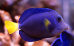 Aiptasia Eating Filefish Tank Raised - Small product photo 2