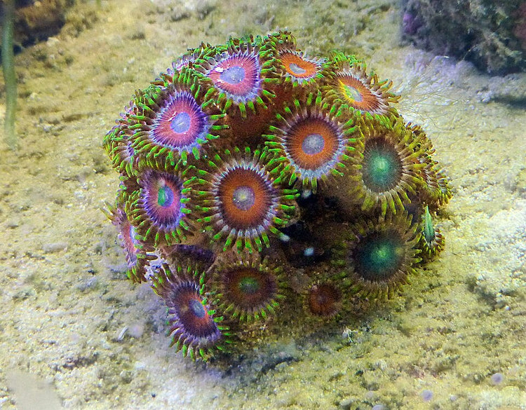 Alpha Omega Zoanthid Polyp - Frag product photo 2
