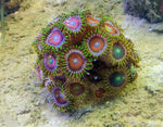 Rising Sun Zoanthid Polyp - Frag product photo 1