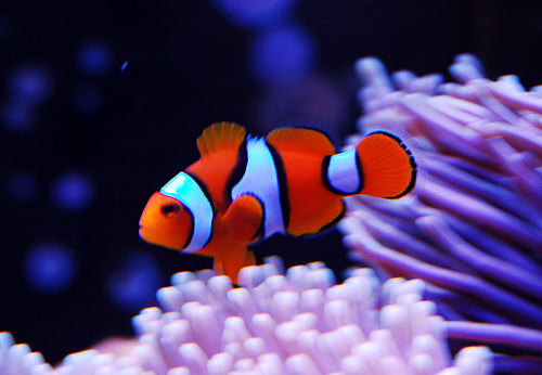 Platinum Percula Clownfish Tank Raised - Medium product photo 1