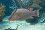 Coral Hogfish - Medium product photo 1