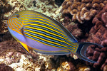 Clown Lineatus Tang - Medium product photo 1