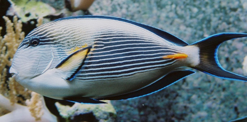 Desjardini Sailfin Tang Red Sea - Medium product photo 2