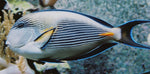 Desjardini Sailfin Tang Red Sea - Medium product photo 2