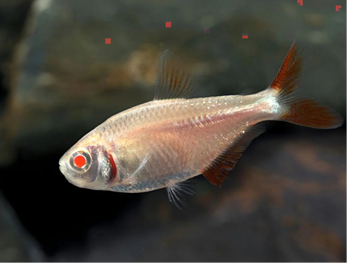 Albino Buenos Aires Tetra