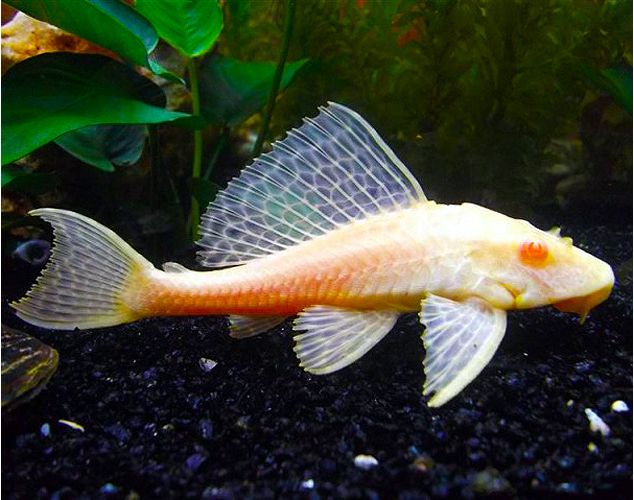Albino Chocolate Pleco