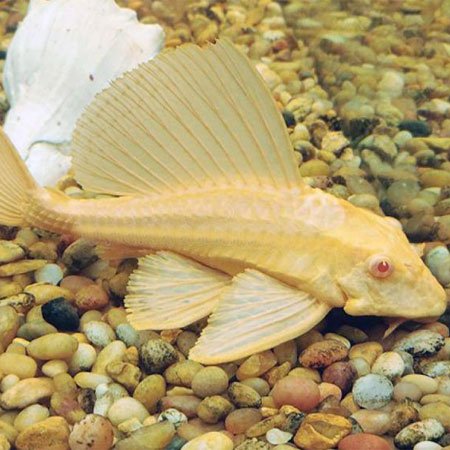 Albino Gibbiceps Pleco L165