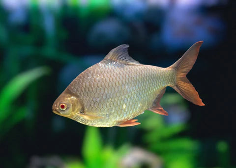 Albino Platinum Tinfoil Barb