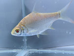 Albino Platinum Tinfoil Barb