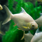 Albino Platinum Tinfoil Barb